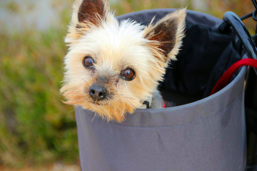 yorkshire terrier kölyök